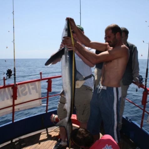 Blue shark - one of twelve that day! Blue shark - one of twelve that day!